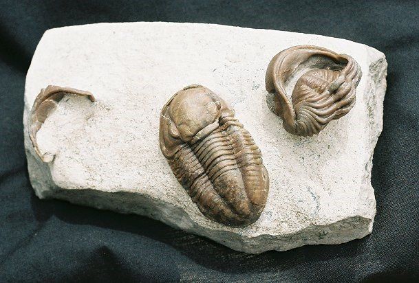 Two fossils are sitting on a piece of rock