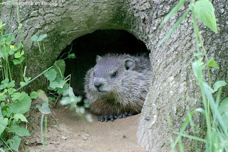 A groundhog is looking out of a hole in a tree.