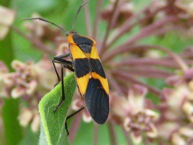 A black and orange bug is sitting on a green leaf.