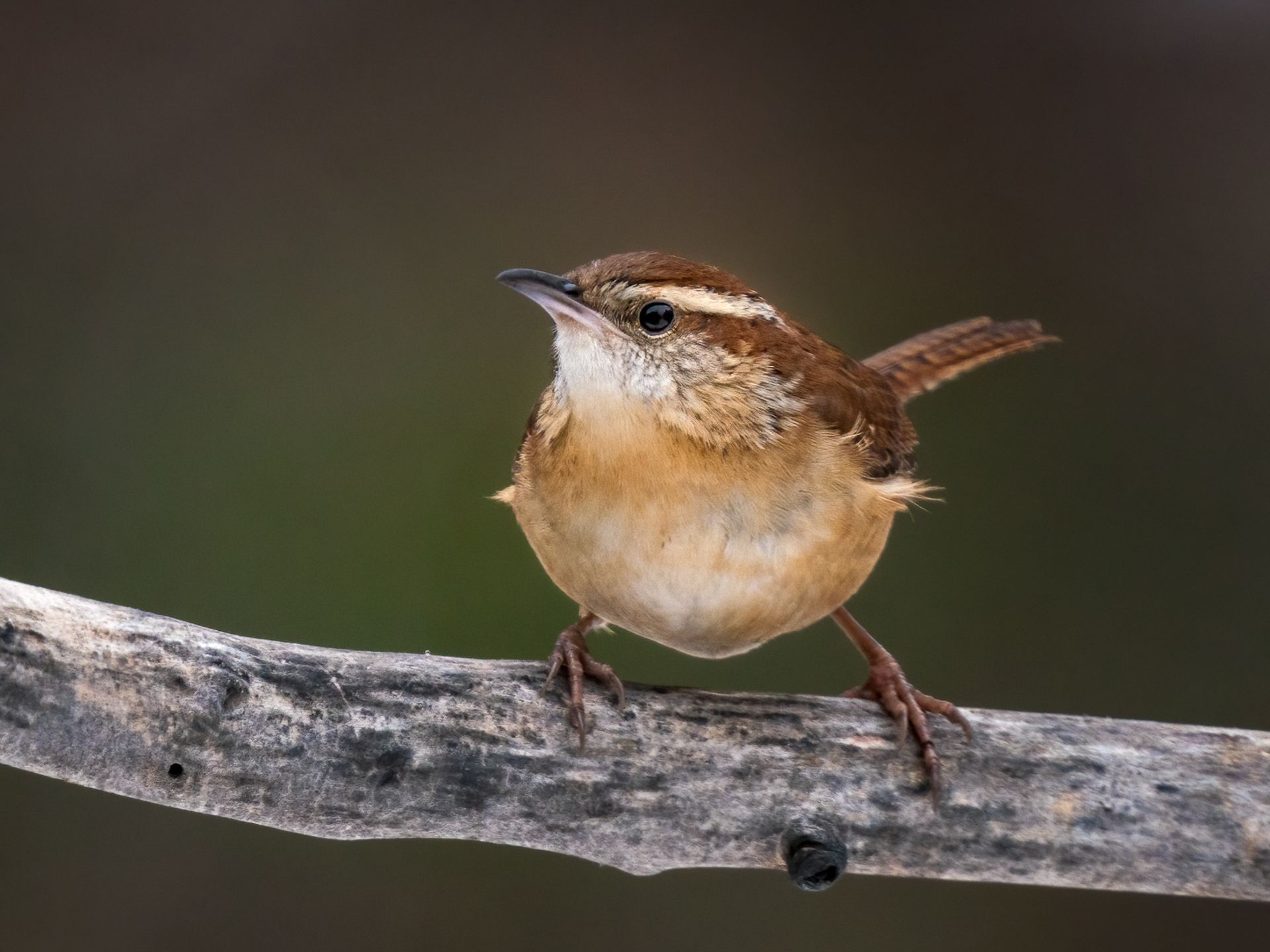 A small brown bird perched on a branch.