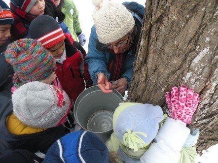 A group of children are collecting maple syrup from a tree