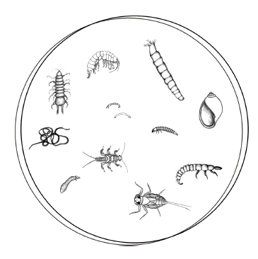 A black and white drawing of various insects on a plate