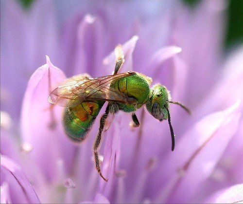 A green bee is sitting on a purple flower
