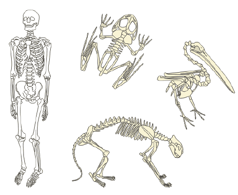A drawing of a skeleton , a frog , a bird , and a cat skeleton.