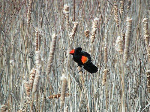A black and orange bird is perched on a branch in a field of tall grass.