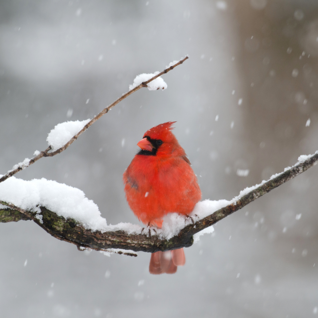 A bunch of red berries hanging from a tree branch
