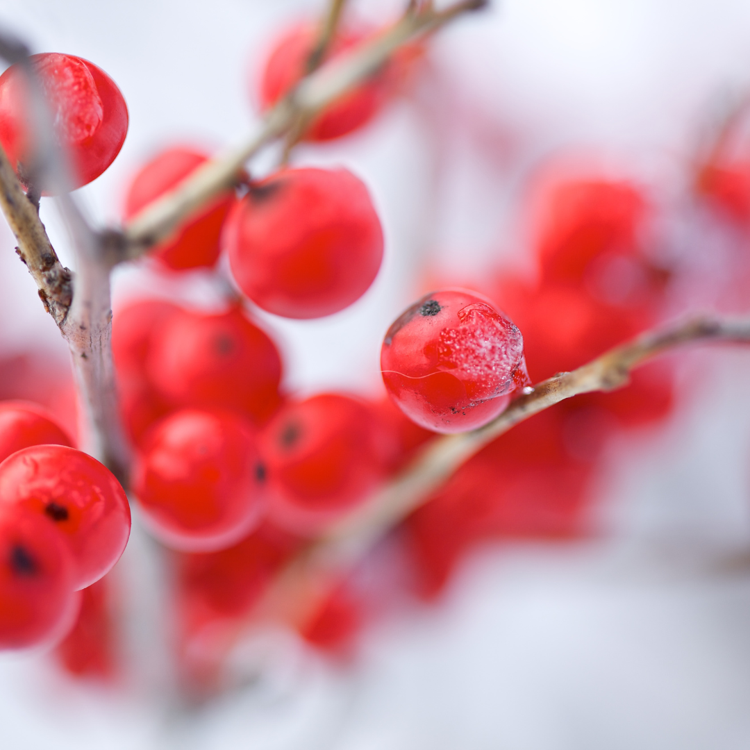 A bunch of red berries hanging from a tree branch