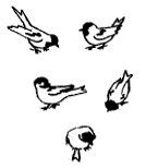 A black and white drawing of five birds in different poses.