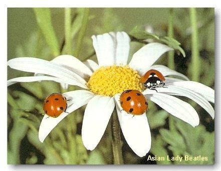 Three ladybugs are sitting on a white flower with asian lady beatles written on the bottom
