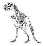 A black and white drawing of a dinosaur skeleton on a white background.