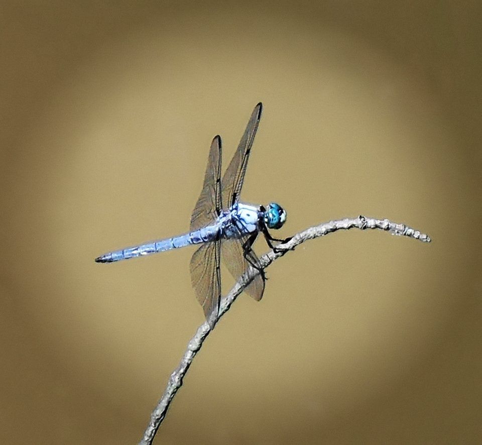 A dragonfly perched on a branch with a brown background