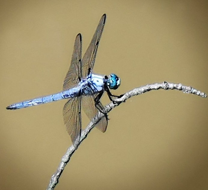 A blue dragonfly is perched on a branch