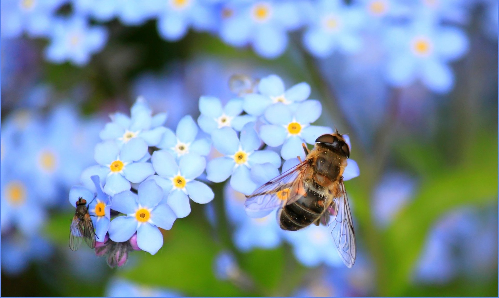 A bee is flying over a bunch of blue flowers.