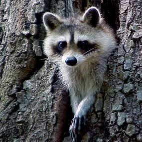 A raccoon is sticking its head out of a tree trunk.