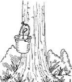 A black and white drawing of a tree with a bucket hanging from it.