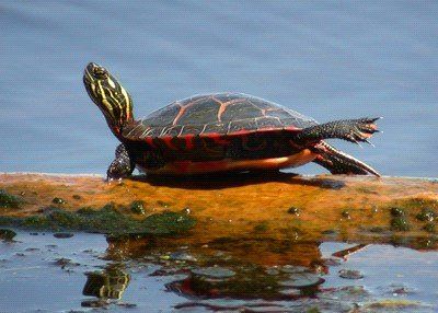 A turtle is sitting on a log in the water