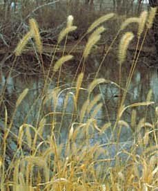 A field of tall grass growing next to a body of water.