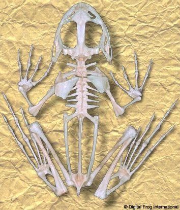 The skeleton of a frog is shown on a piece of paper