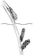 A black and white drawing of a caterpillar crawling on a plant.