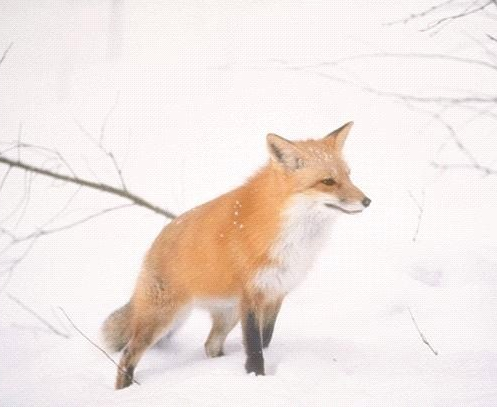 A red fox standing in the snow looking at the camera