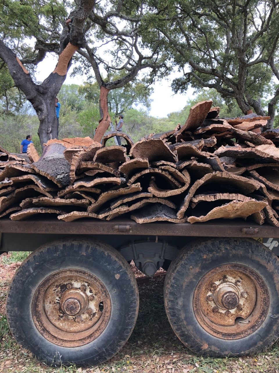 A truck full of cork bark