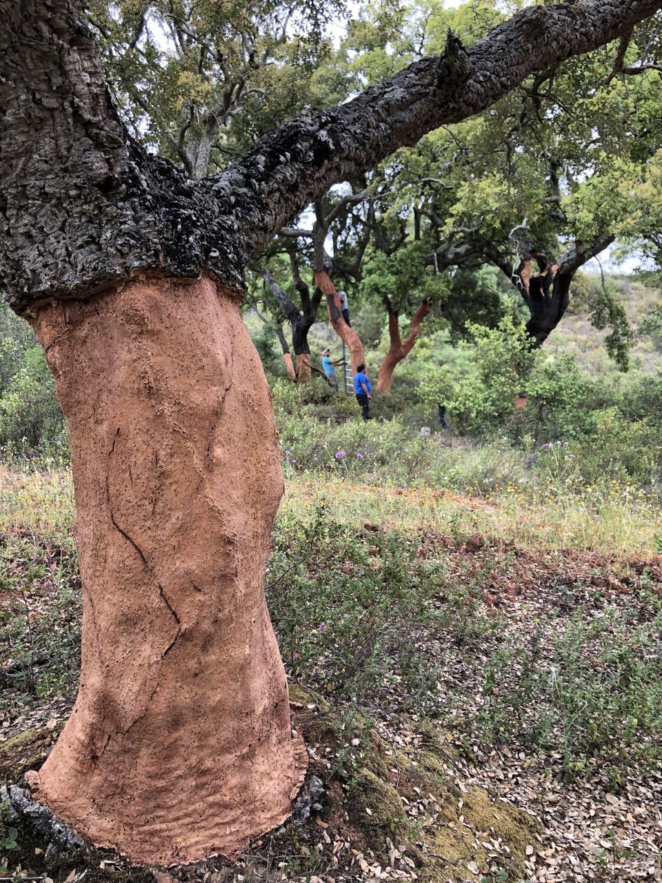 A cork tree, stripped, just after harvest