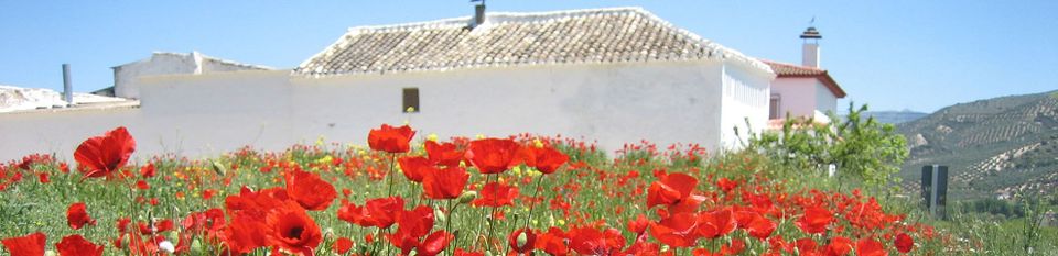 Poppy field in Andalucia