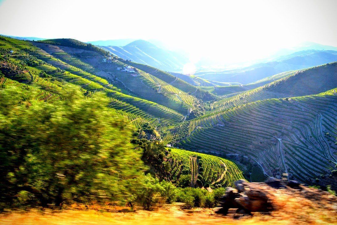 A sunny day overlooking the patterns of the lush, green grape vines of the Douro Valley, Portugal
