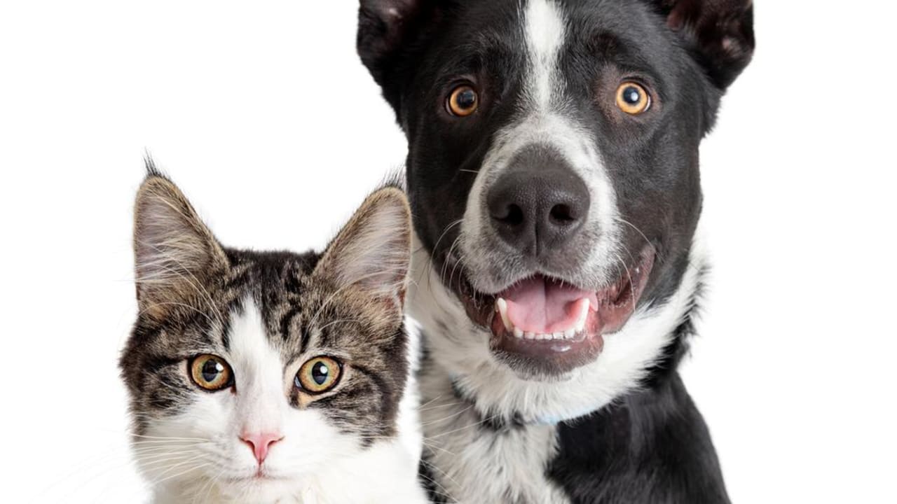 Happy Border Collie Dog and Tabby Cat Together Closeup