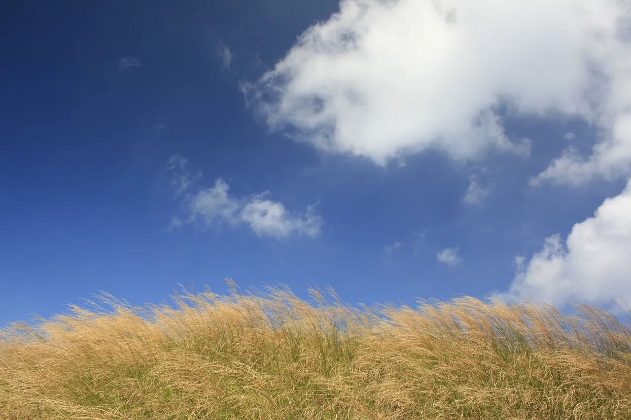 Blue sky with fluffy clouds over a field of golden, blowing grasses.