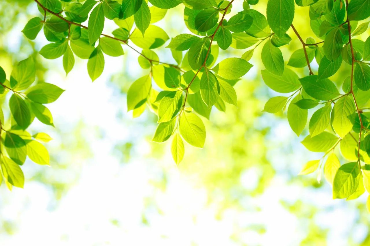Green tree leaves with sunlight shining through.