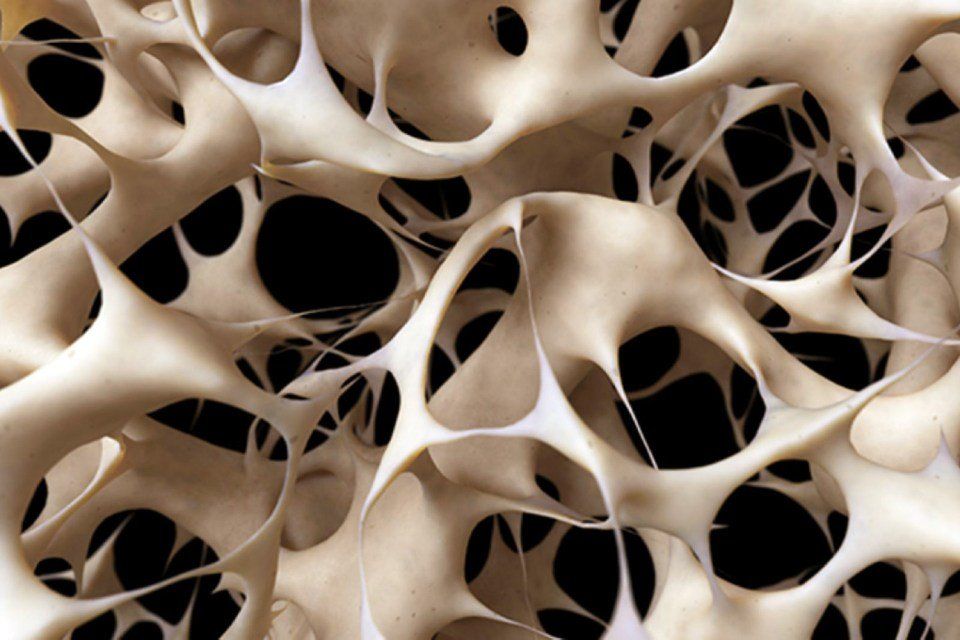 rappresentazione del tessuto osseo