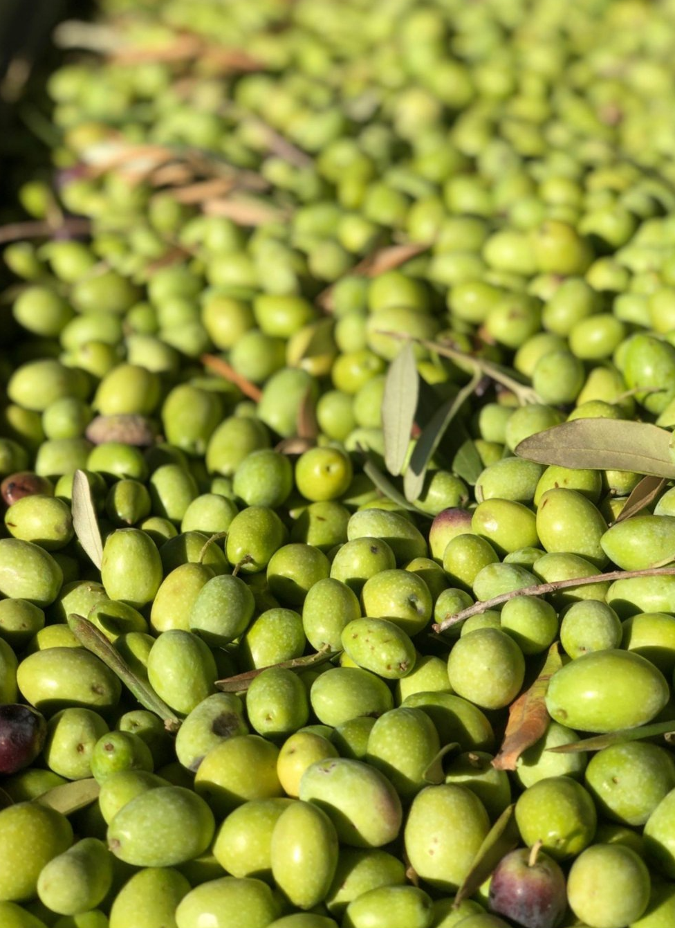 olive per olio