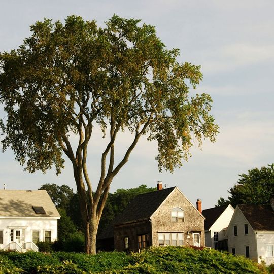 a row of houses with a tree in the middle