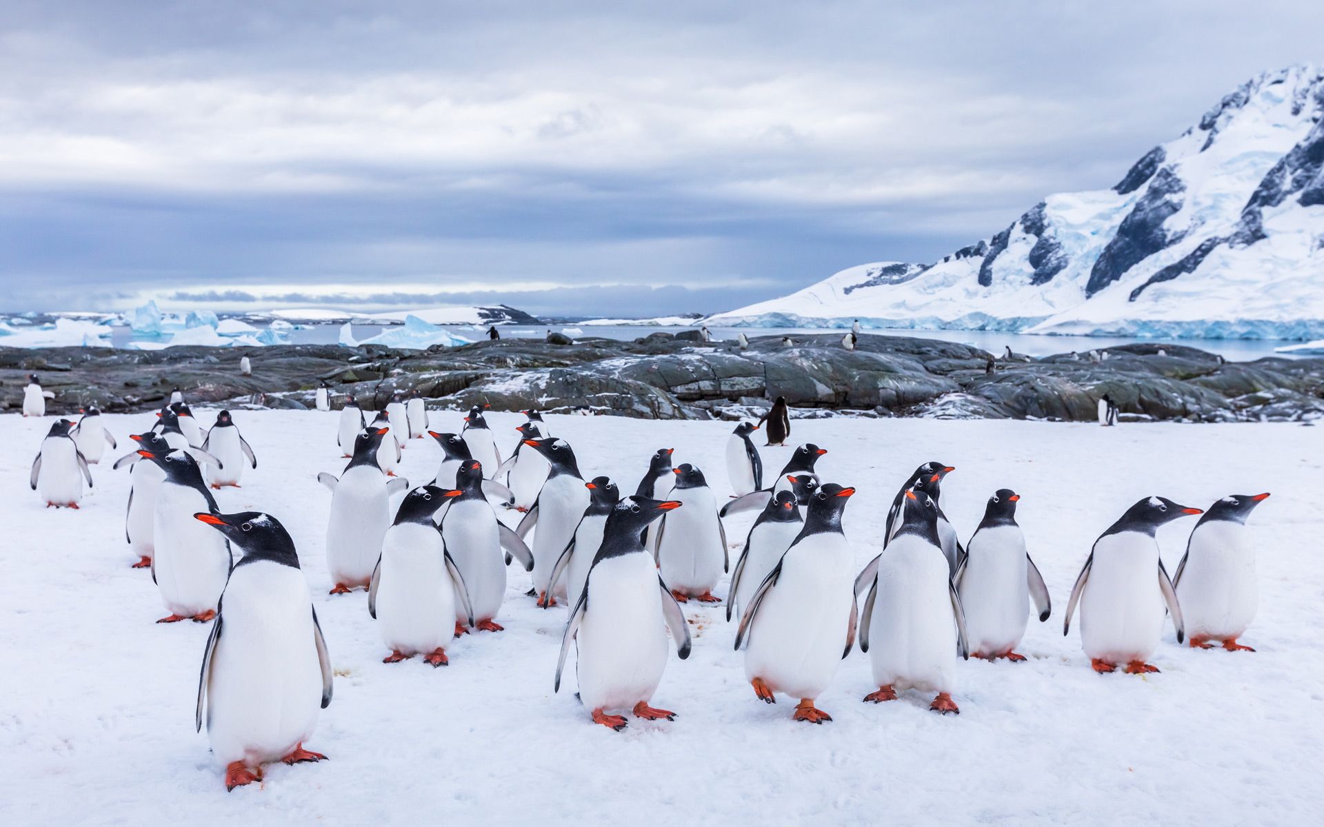 A large group of penguins are standing in the snow.