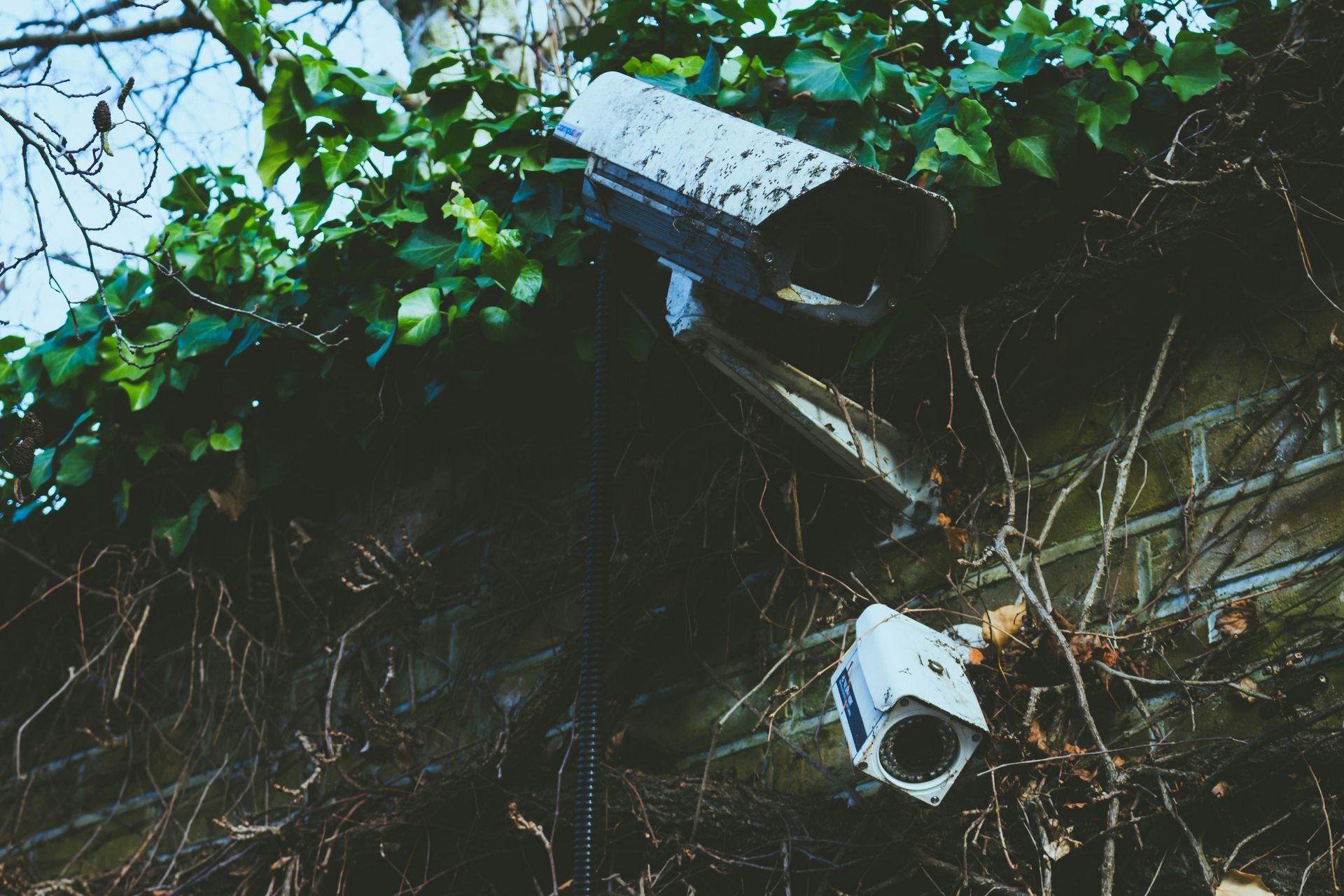 Two security cameras mounted on a brick wall covered with ivy.
