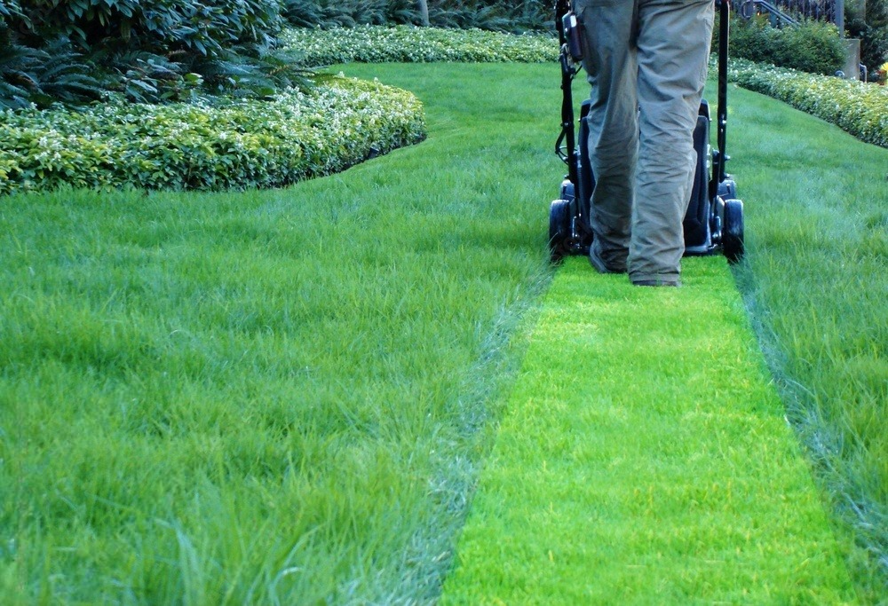 a person is mowing a lush green lawn with a lawn mower