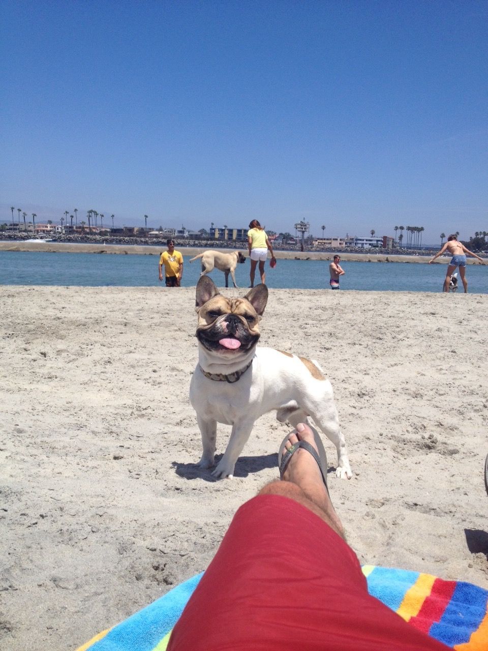 Happy French Bulldog at beach, sandy shore, blue sky, person's feet in foreground, other people in background.