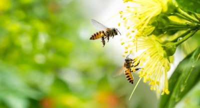 A healthy garden and yard attracts pollinating bees.