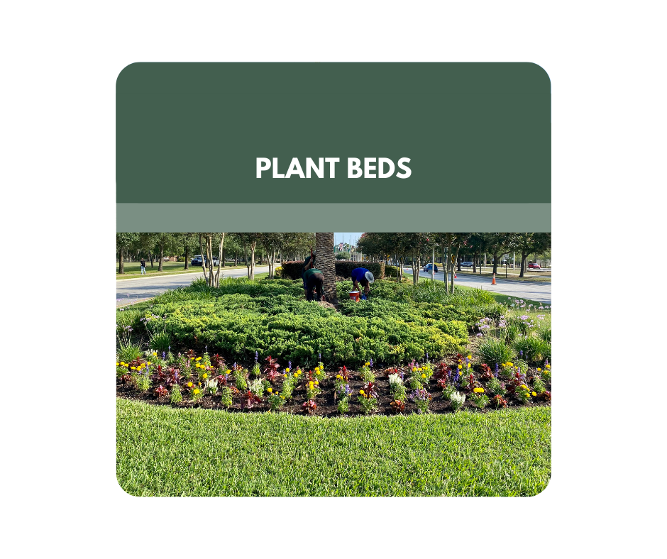 A group of people are standing in a park surrounded by trees and bushes.