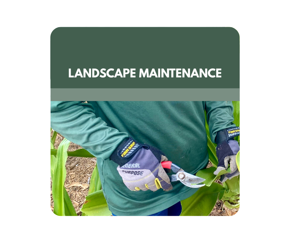 A person wearing a hat is pruning a plant.