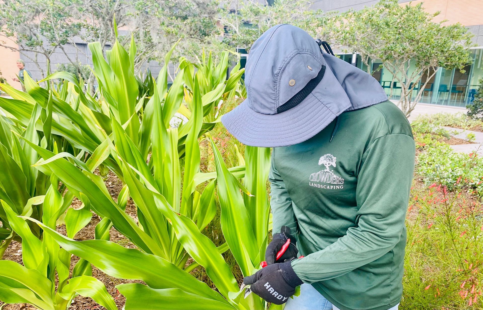A person wearing a hat is pruning a plant.