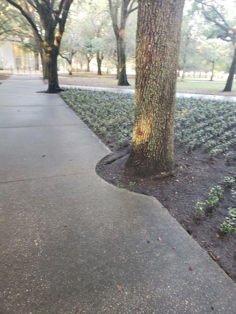 A concrete walkway in a park with trees on both sides