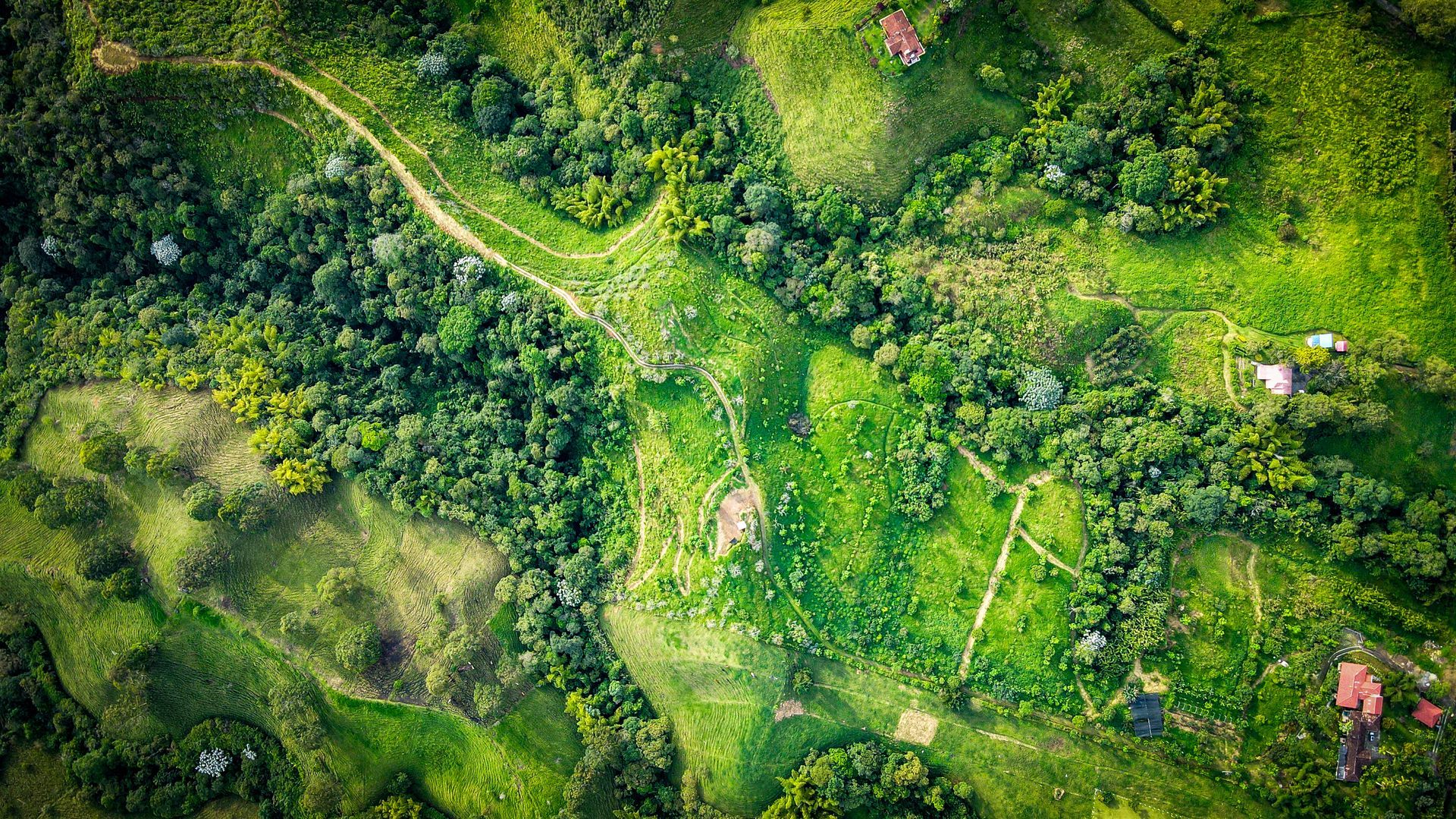Una vista aérea de un exuberante bosque verde con muchos árboles y césped.