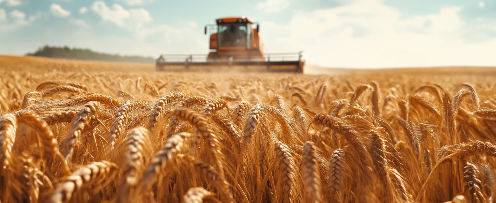 A combine harvester is harvesting wheat in a field.