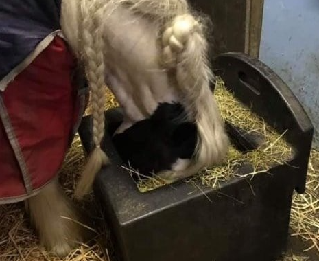 Hay feeding 4