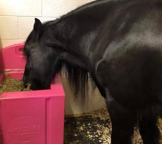 hay cube slow feeder