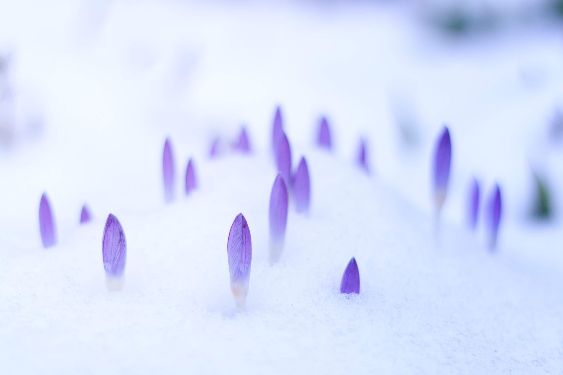 Purple flowers are growing out of the snow.