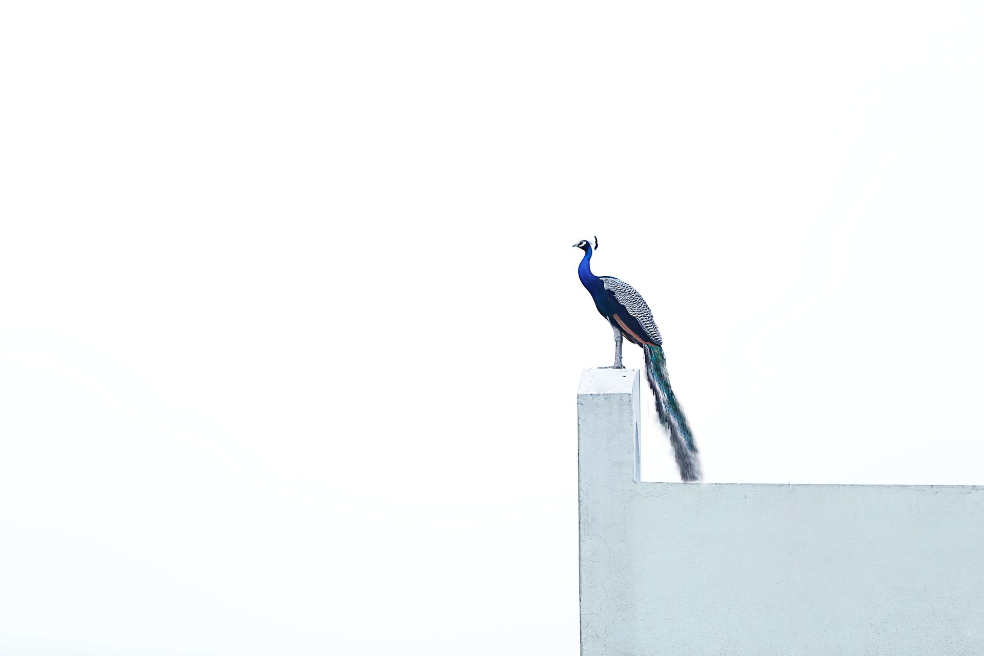 A peacock is perched on the side of a building.