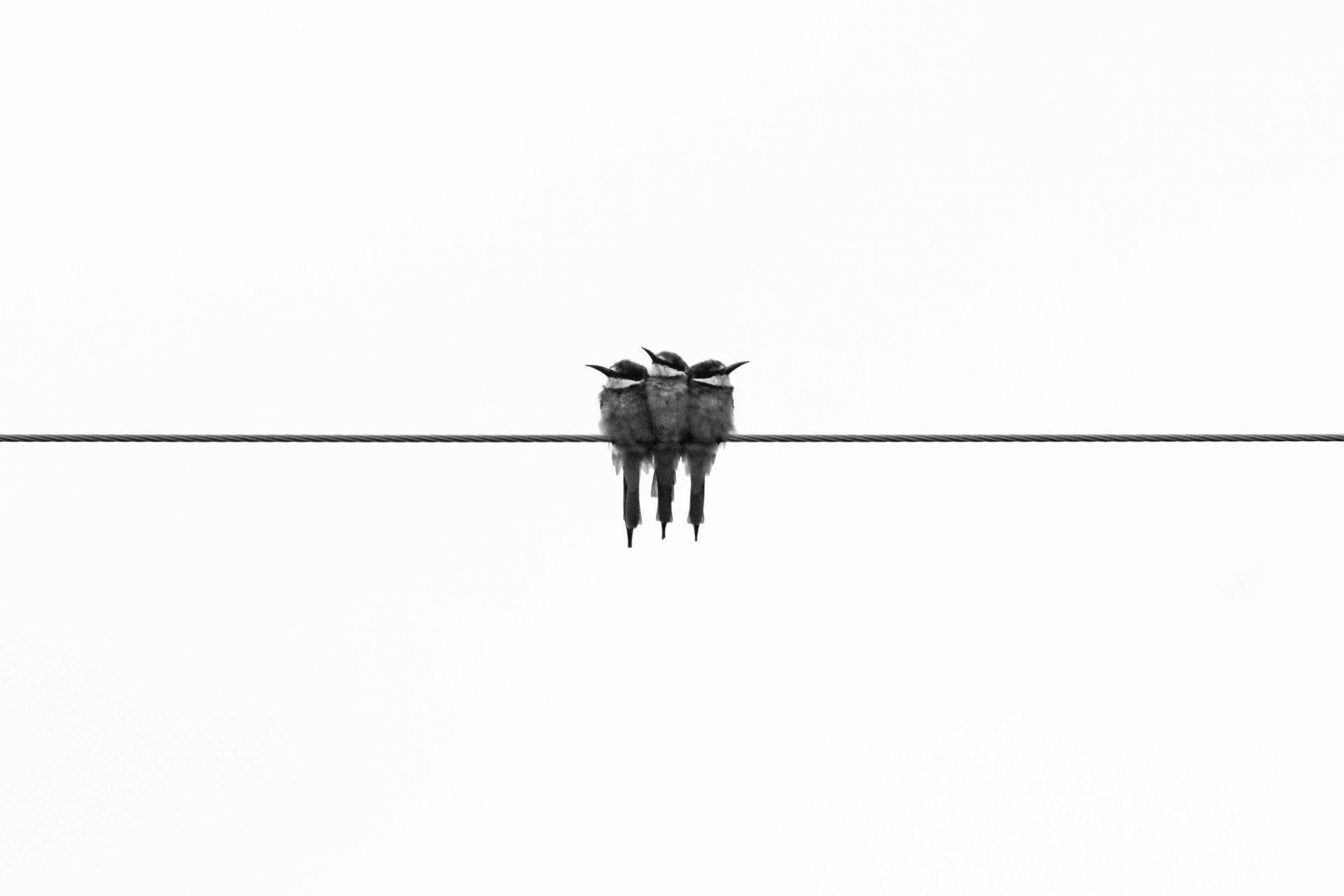 Three birds are sitting on a wire.
